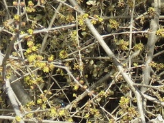 Forestiera