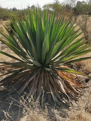 Furcraea parmentieri