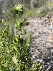 Rhopalomyia californica