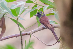 Terpsiphone atrocaudata