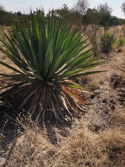 Furcraea parmentieri