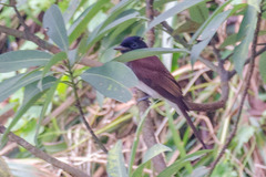 Terpsiphone atrocaudata