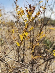 Eysenhardtia polystachya