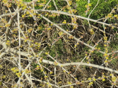 Forestiera