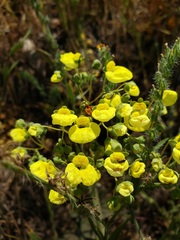 Calceolaria nudicaulis