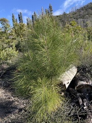 Pinus attenuata