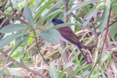 Terpsiphone atrocaudata