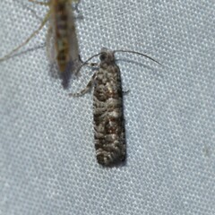 Retinia gemistrigulana