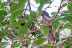 Terpsiphone atrocaudata