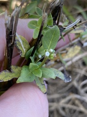 Mitreola