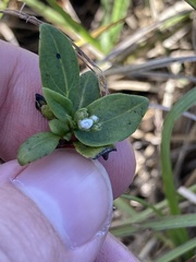 Mitreola