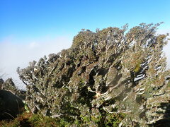 Rhododendron rubropilosum taiwanalpinum