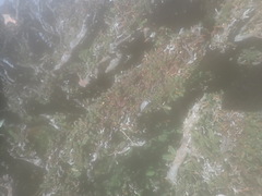 Rhododendron rubropilosum taiwanalpinum