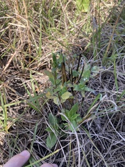 Mitreola