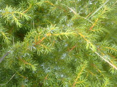 Juniperus formosana