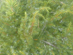 Juniperus formosana