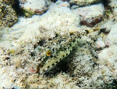 Sphoeroides spengleri