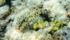 Sphoeroides spengleri