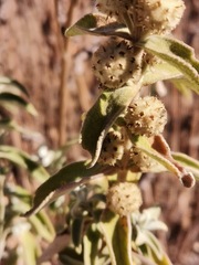 Buddleja sessiliflora