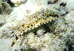 Sphoeroides spengleri