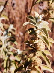 Buddleja sessiliflora