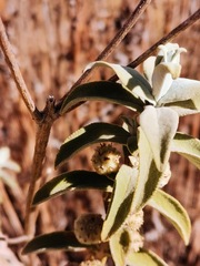 Buddleja sessiliflora