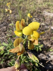 Crotalaria