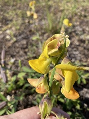 Crotalaria