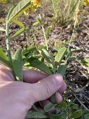 Crotalaria
