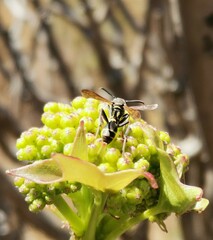 Polybia plebeja