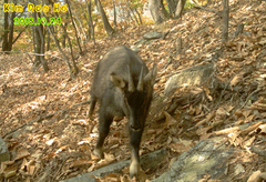 Naemorhedus caudatus