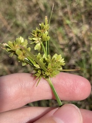 Cyperus surinamensis