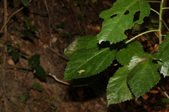 Dendrocnide photiniiphylla