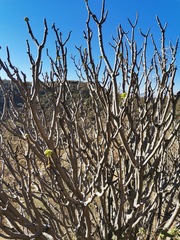 Pittocaulon praecox