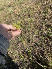 Cyperus surinamensis