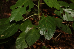 Dendrocnide photiniiphylla