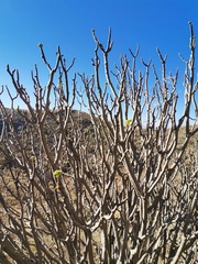 Pittocaulon praecox