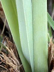Cyperus ligularis