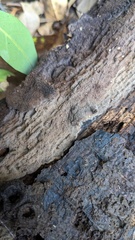 Agaricomycetes