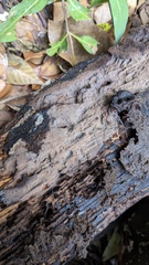 Agaricomycetes