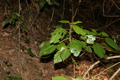 Dendrocnide photiniiphylla
