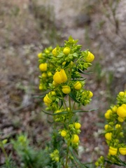 Calceolaria thyrsiflora