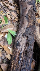Agaricomycetes