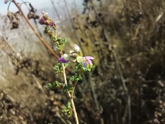 Dalea bicolor