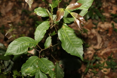 Alectryon subcinereus