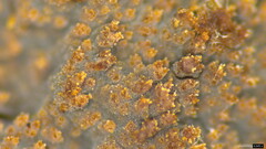 Agaricomycetes