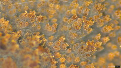 Agaricomycetes