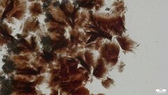 Agaricomycetes