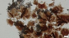 Agaricomycetes