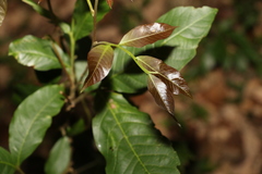 Alectryon subcinereus